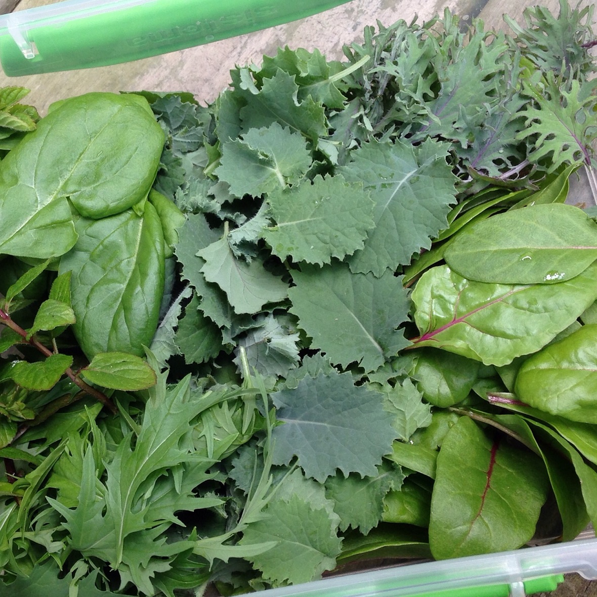 Baby Greens - Kale, spinach, mizuna, swiss chard